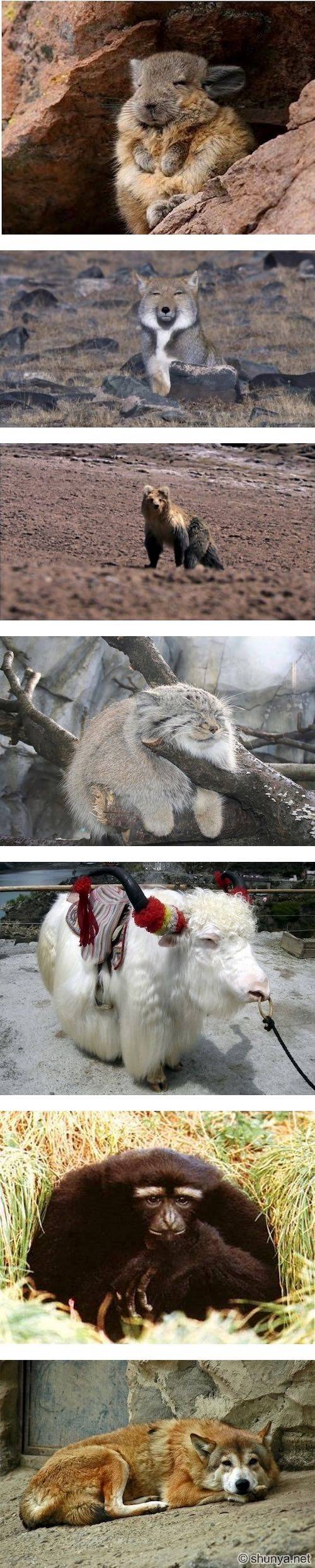 티벳 동물들 특징 | 인스티즈