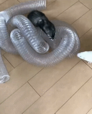 족제비 놀이기구 | 인스티즈