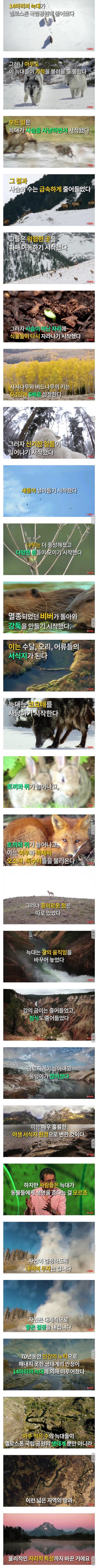 늑대 14마리가 일으킨 기적 | 인스티즈