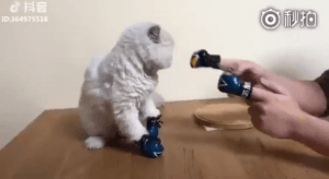 집사한테 맞고 친구한테 화풀이 | 인스티즈