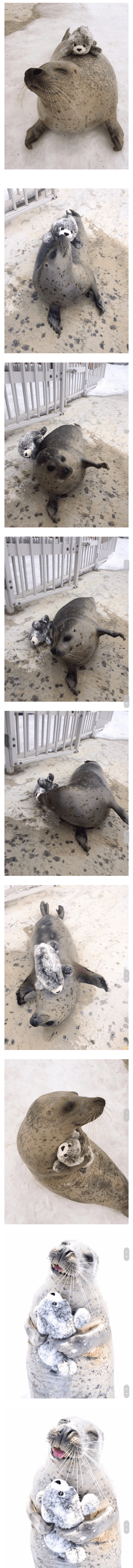 친구가 생겨 행복한 바다표범 | 인스티즈