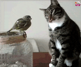 설레는 냥이 펀치 | 인스티즈