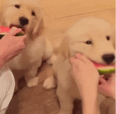 수박 먹는 리트리버 | 인스티즈