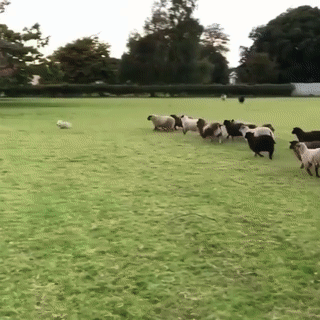 목장에 취직한 개 | 인스티즈