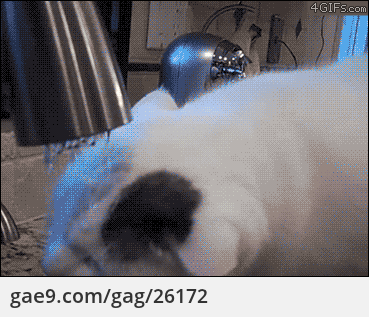 세수하는 냐옹이 | 인스티즈